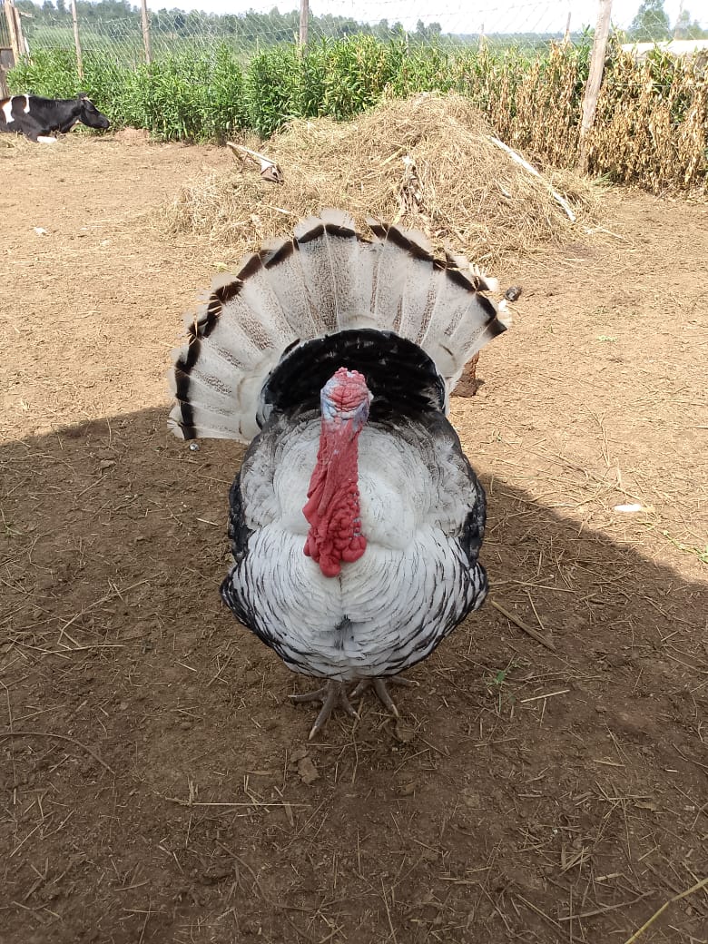 turkey